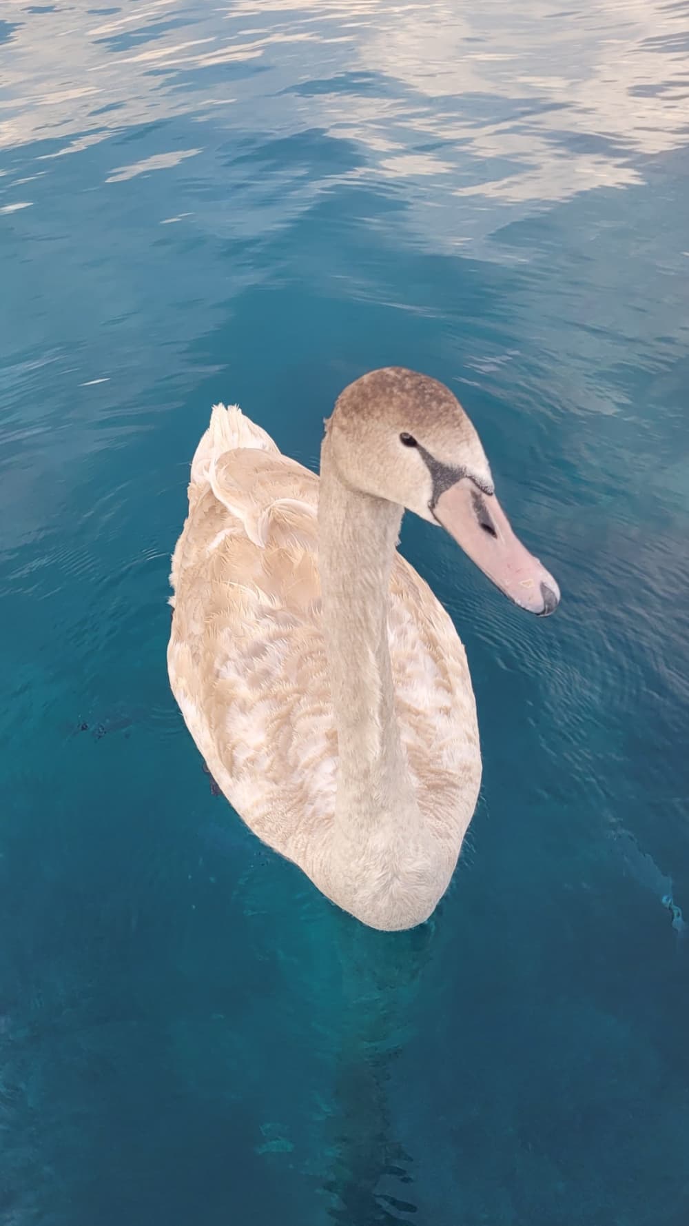 Enjoy an 8.5-hour motorboat excursion to the Lérins Islands, departing from Cannes.