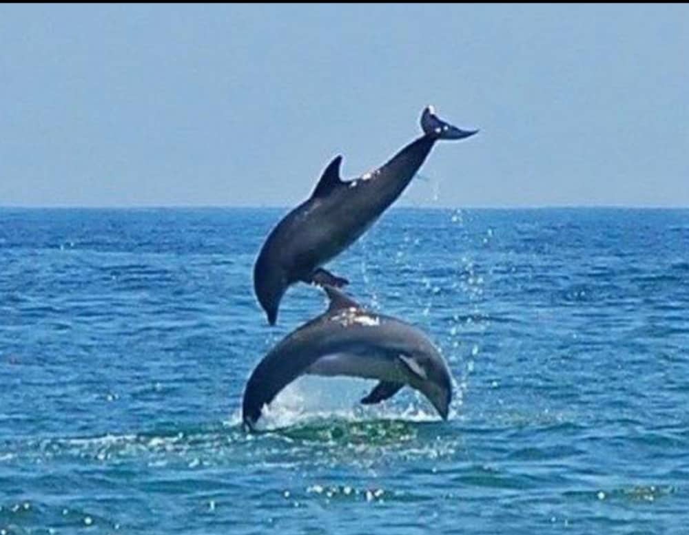 Der Rhythmus von Bonifacio: Unvergessliche Momente auf einem Segelboot