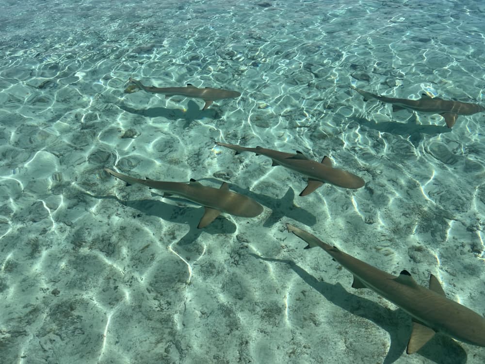 Toa Boat Bora Bora - Escursione privata nella laguna a bordo dell'imbarcazione Ambassador.