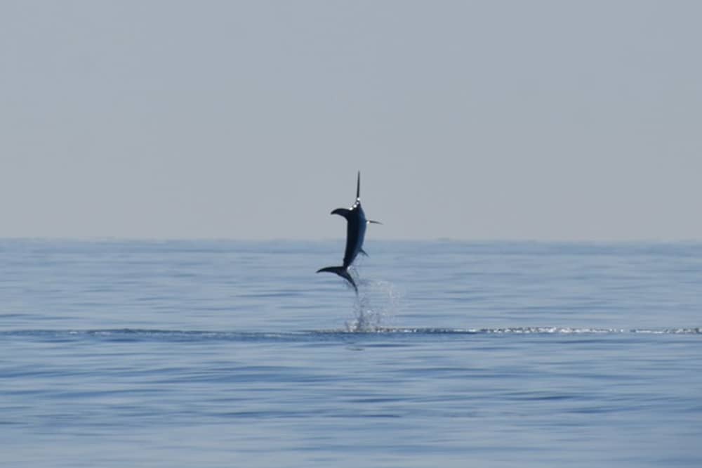 Relájate en Port-Saint-Louis-du-Rhône: 8 horas de sol en una lancha motora.