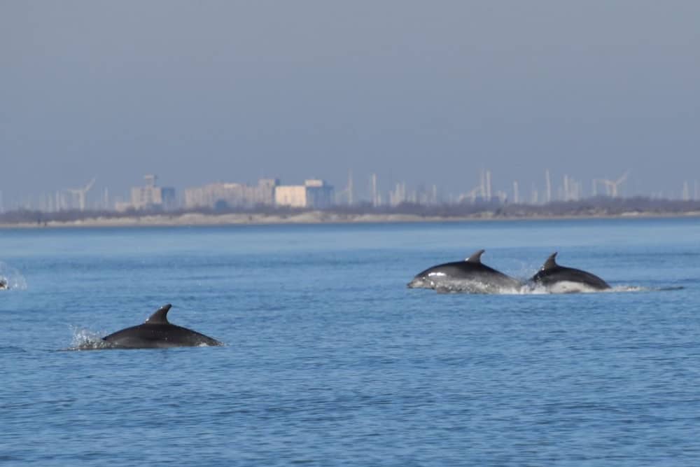 Relájate en Port-Saint-Louis-du-Rhône: 8 horas de sol en una lancha motora.