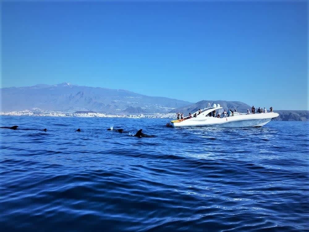 Take a half-day to relax on a motorboat in Costa Adeje