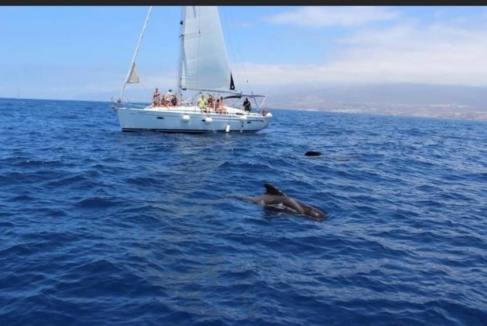 6 Stunden Segeln entlang der Küste von Costa Adeje