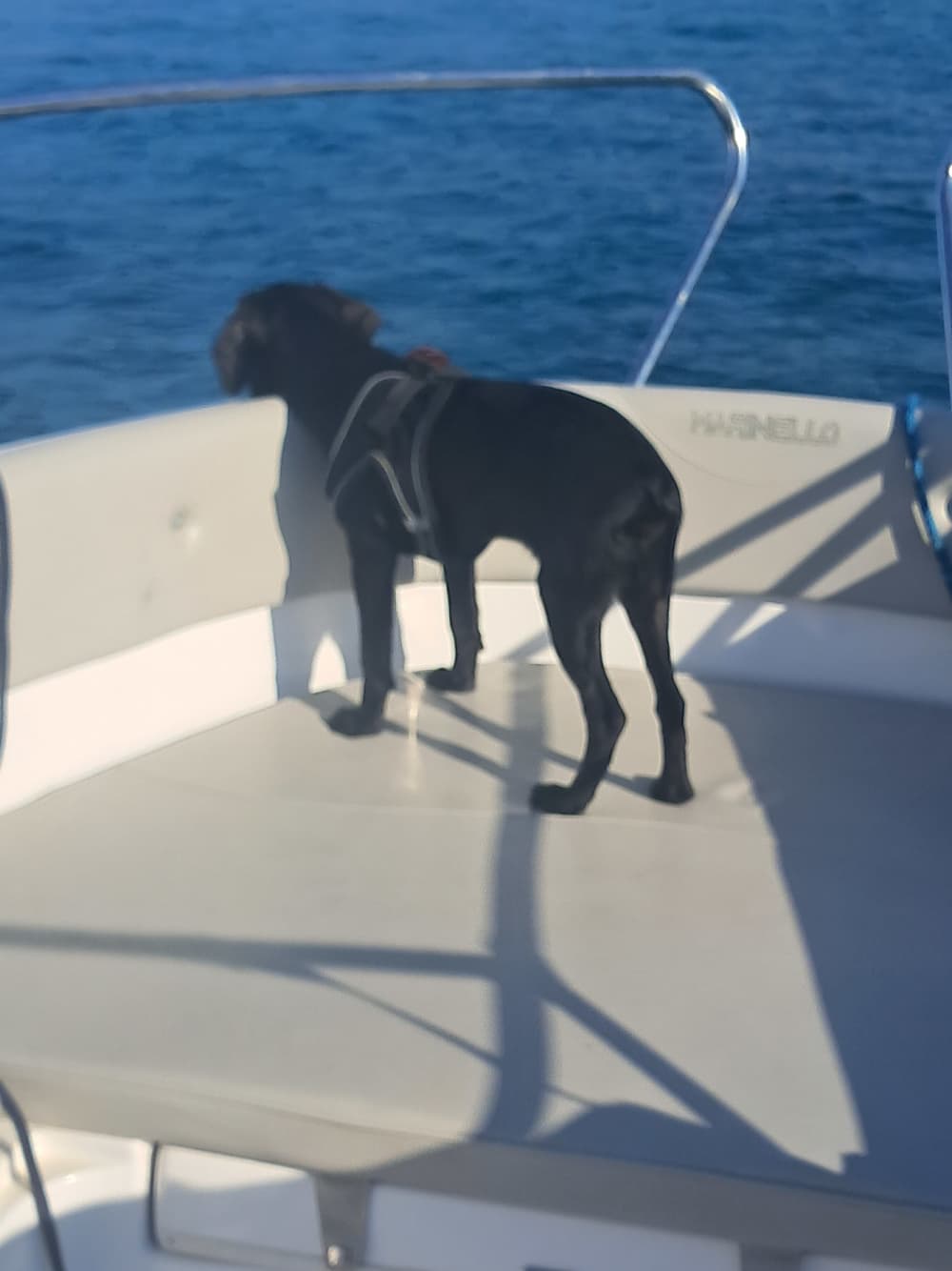 Ligusterbåtstur till ön Dia