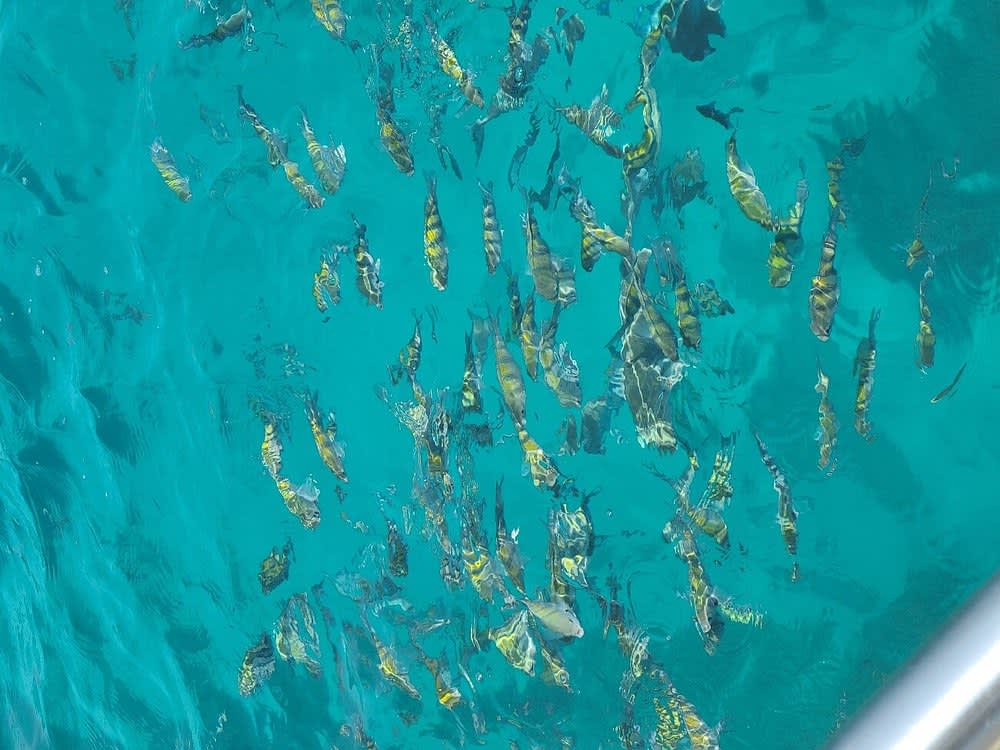 Tour di 4 ore della baia di Cartagena de Indias