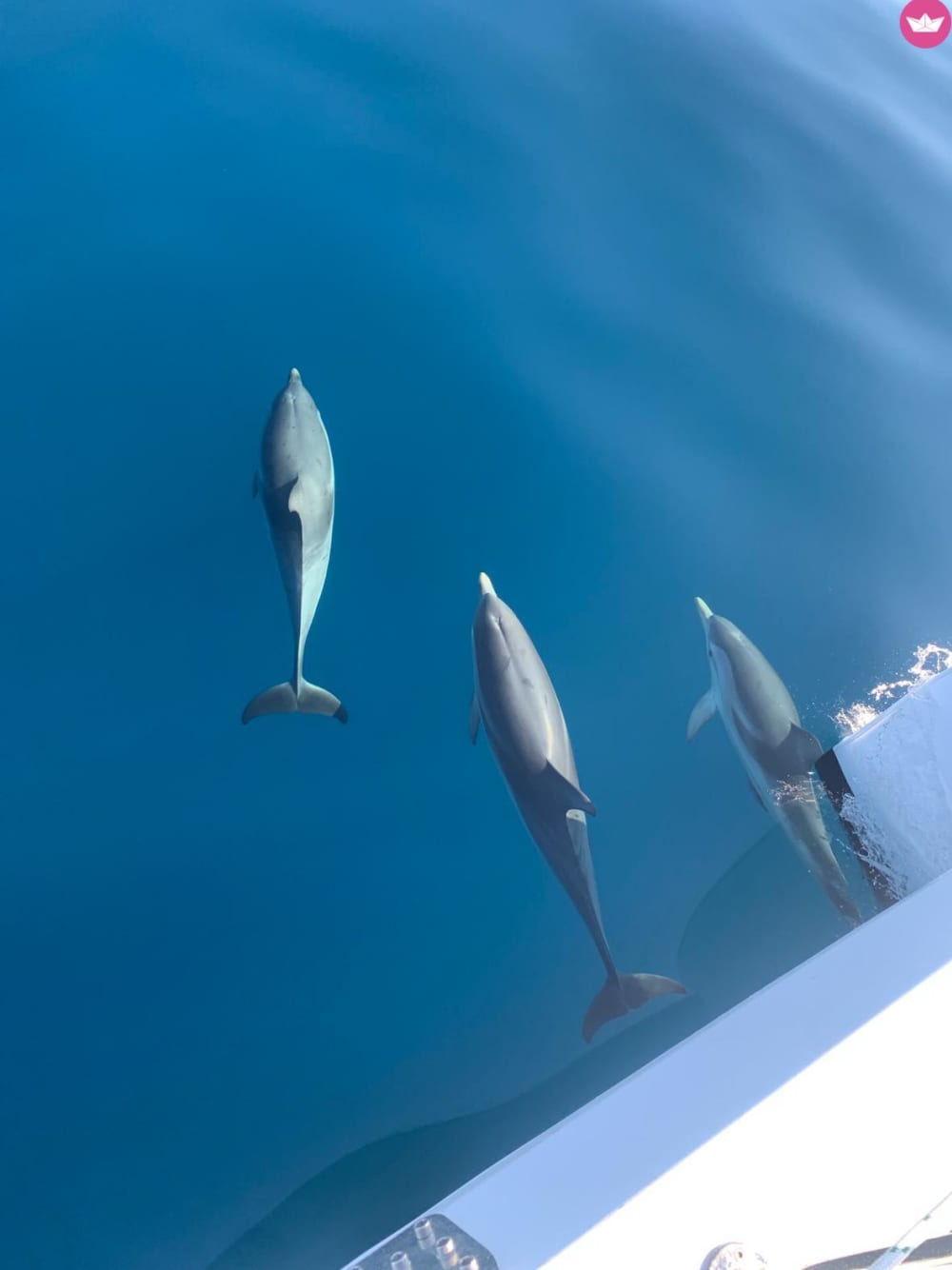 Giornata di navigazione tra Nizza e Monaco e picnic locale