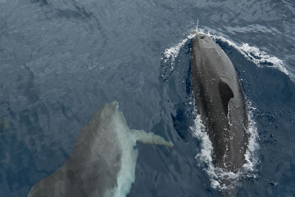 Private Sailing from Puerto Banús: 2 hours of sea, anchorage, and nature