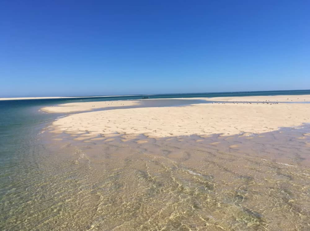 Escape de delfines y mar: aventura de 3 horas desde Olhão