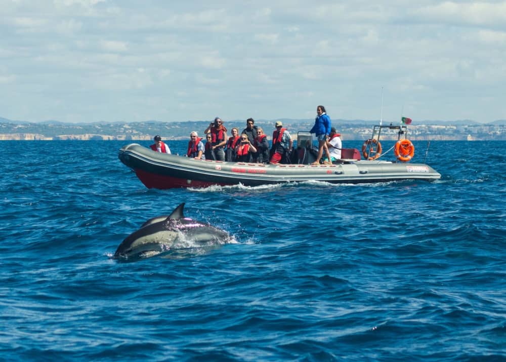 Albufeira: Private - Dolphins RIB Boat