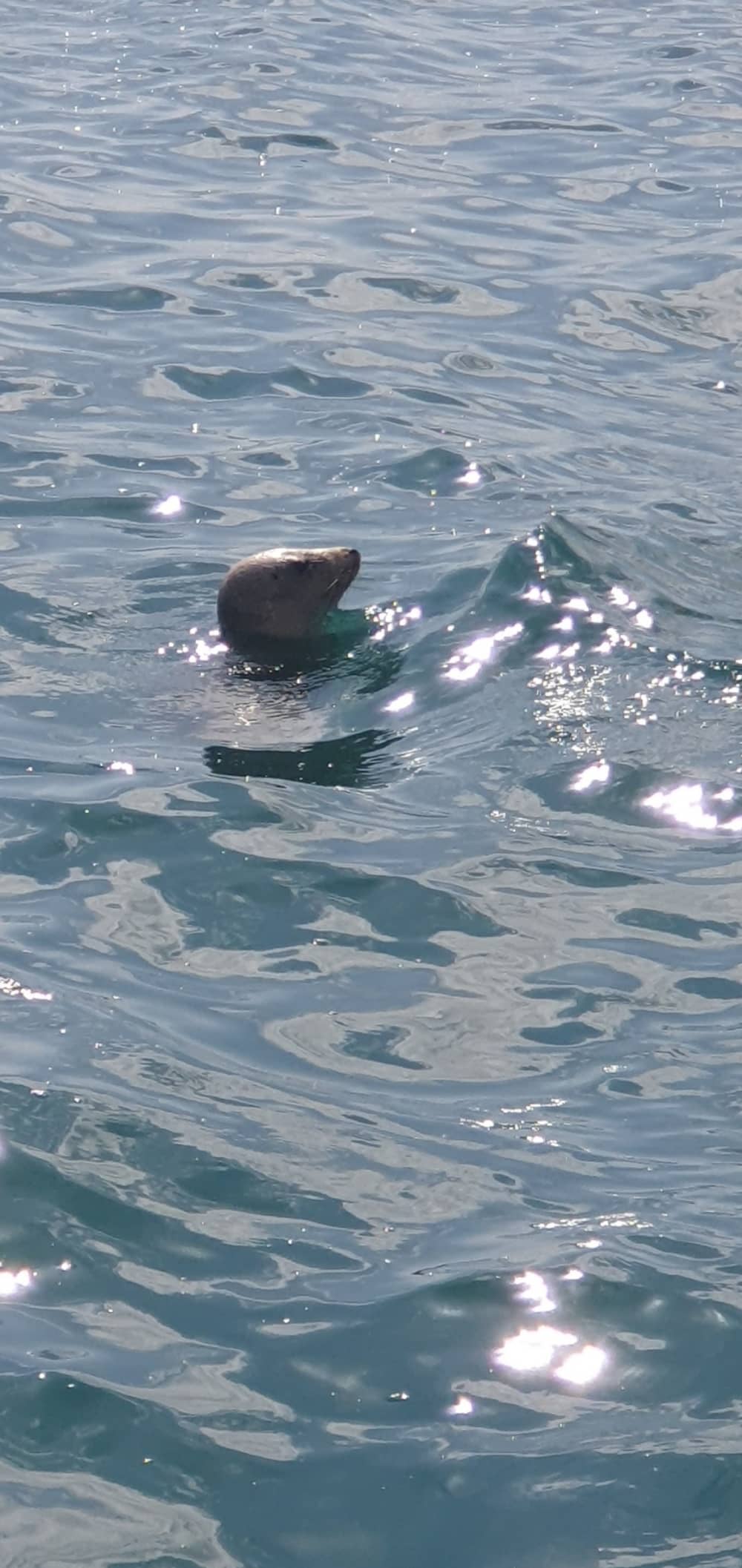 Détente à Saint-Quay-Portrieux : 5 h 30 de soleil sur un voilier