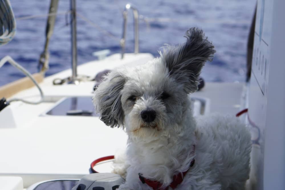 Spend a 8h sailing around Ibiza on a catamaran
