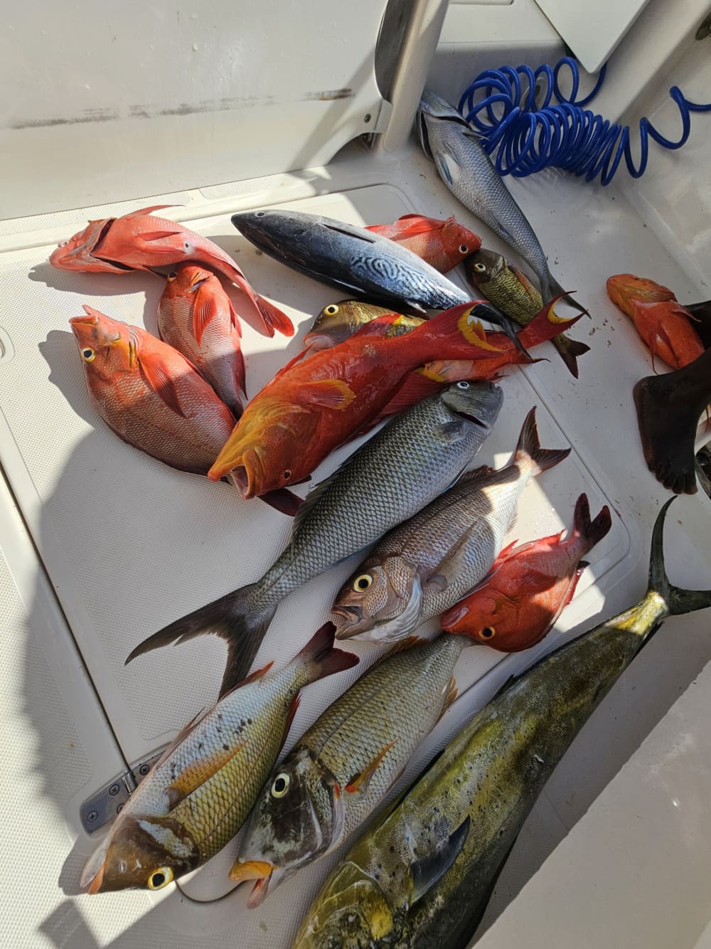 Ontdek Victoria tijdens een dagtocht met een motorboot.