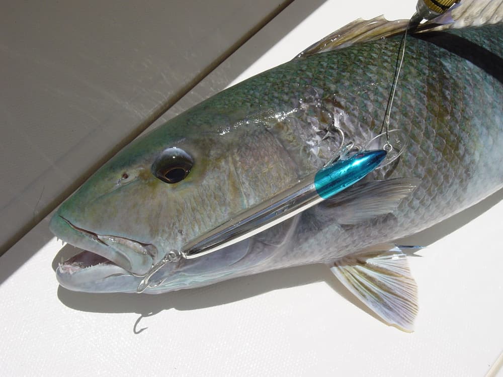 Upptäck Victoria på en heldagstur med motorbåt