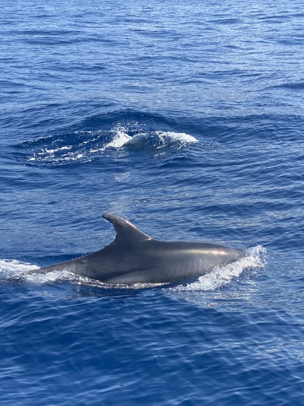Odkryj wybrzeże Calvi: jednodniowa wycieczka na pokładzie łodzi motorowej