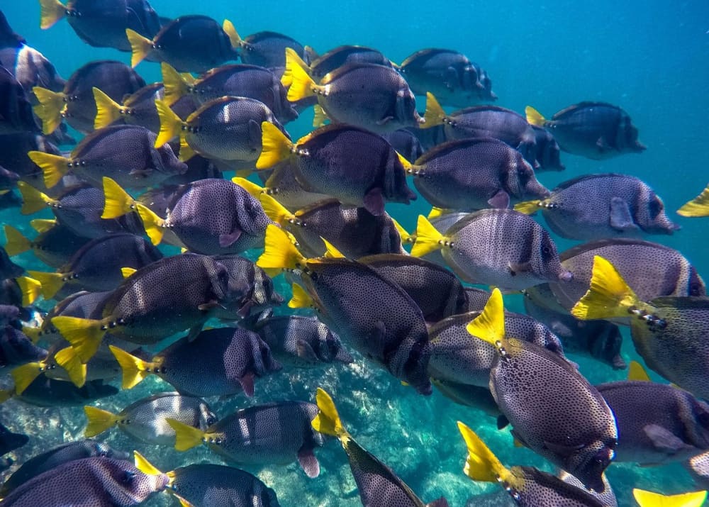 Parque Nacional Islas Marietas: Tour de día completo TODO INCLUIDO