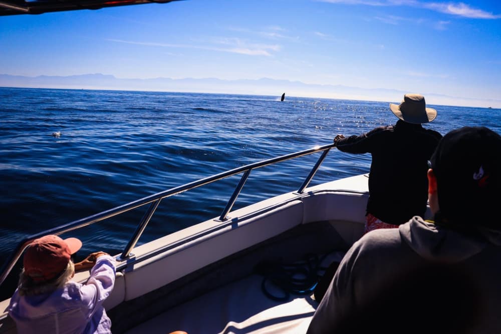 One day around Puerto Vallarta: Enjoy 9h of discovery on a motorboat