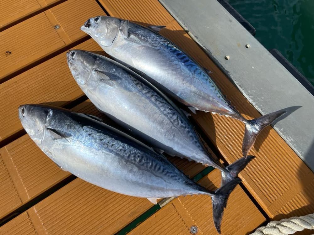 Relaxujte na motorovém člunu v Santa Margherita Ligure po dobu 2 hodin a 45 minut