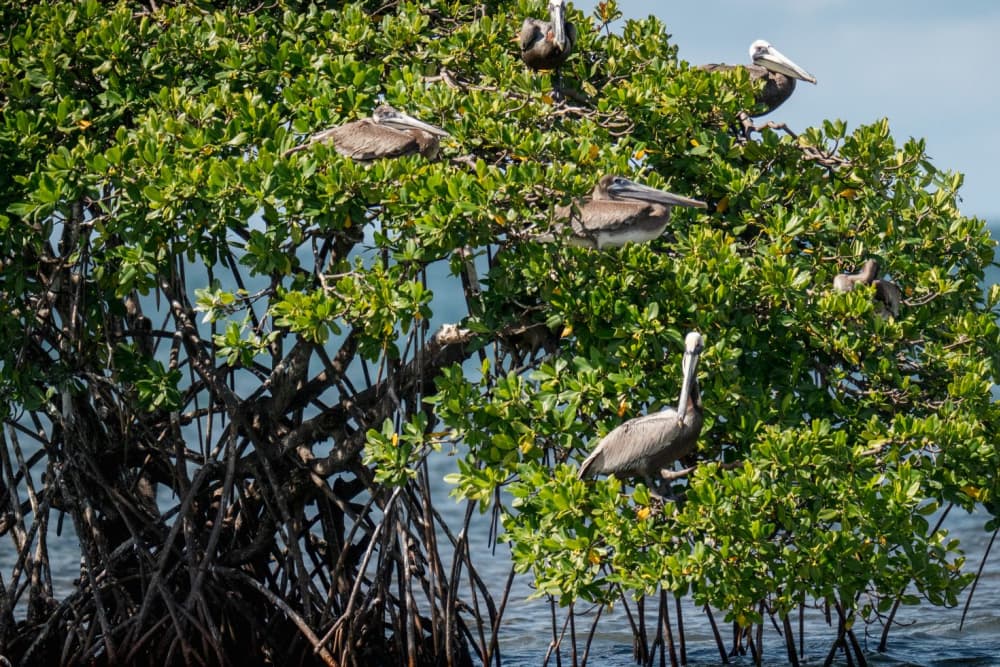 Discovery and educational excursion: a full-day excursion to discover the treasures of the lagoon