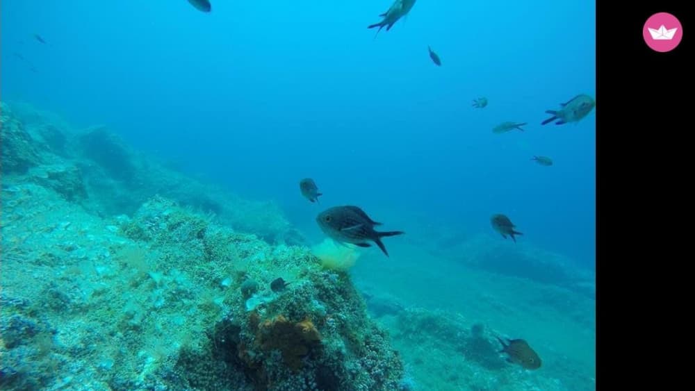 Tour of the Zingaro Nature Reserve and San Vito Lo Capo