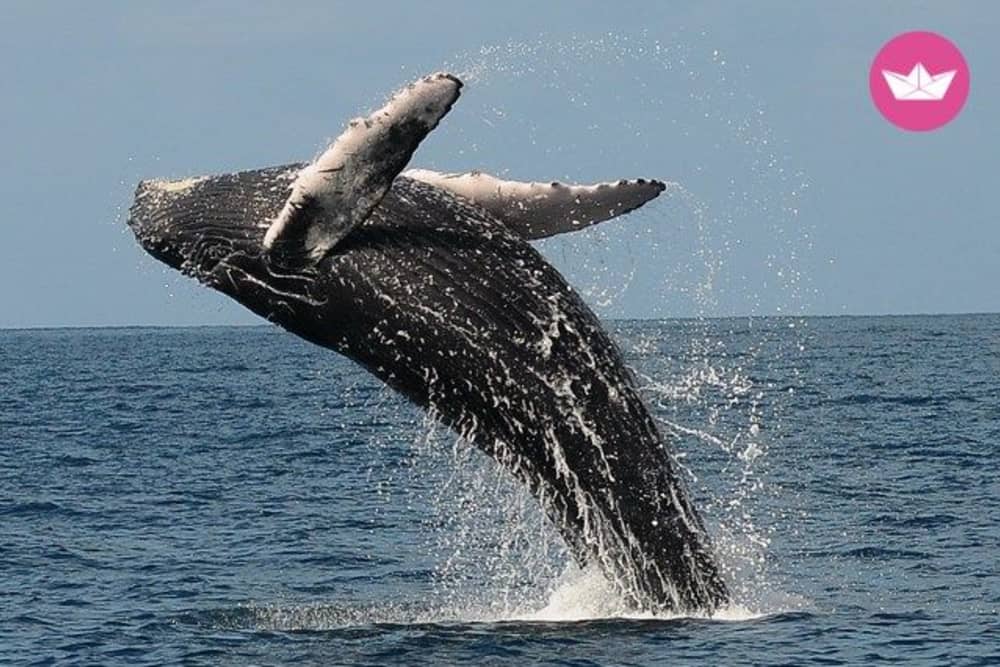 Martinica: Un día privado en el corazón del Caribe