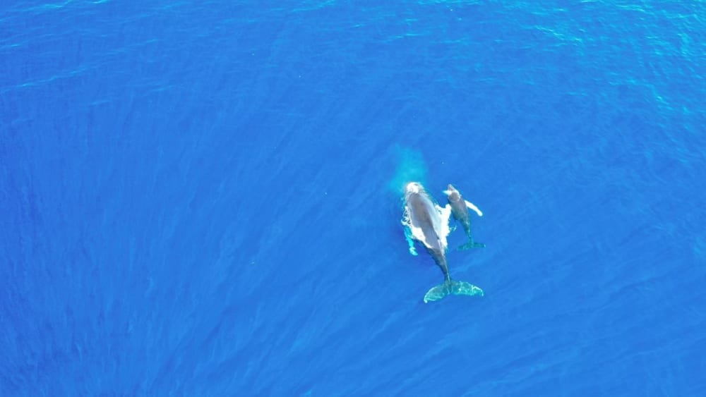 Martinica: Un día privado en el corazón del Caribe