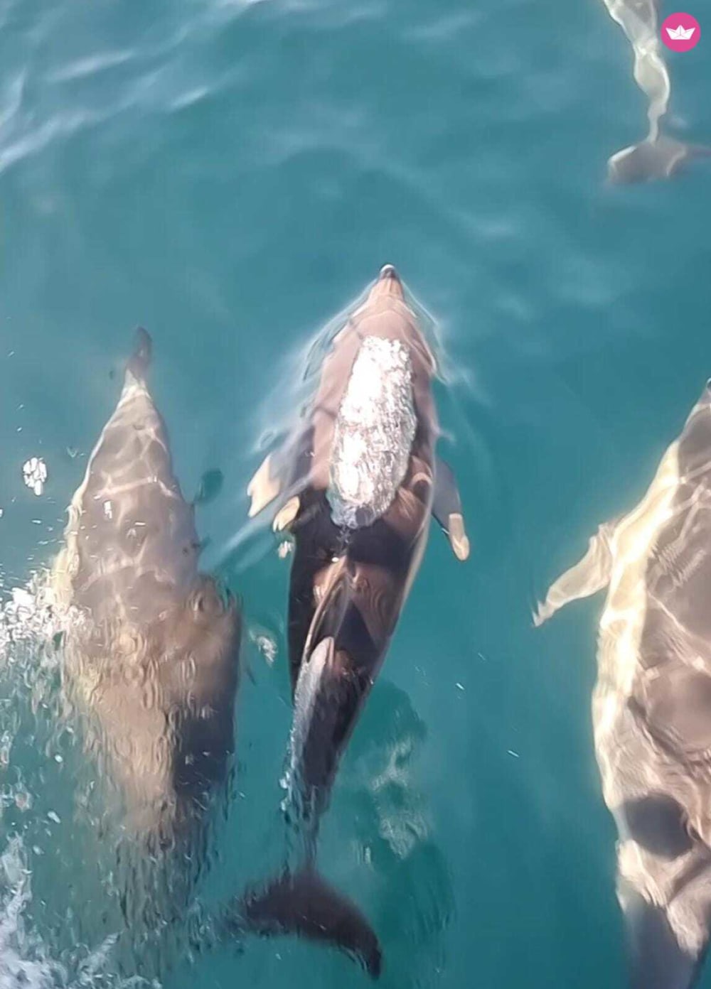 Marbella overdag – 4 uur openwaterplezier