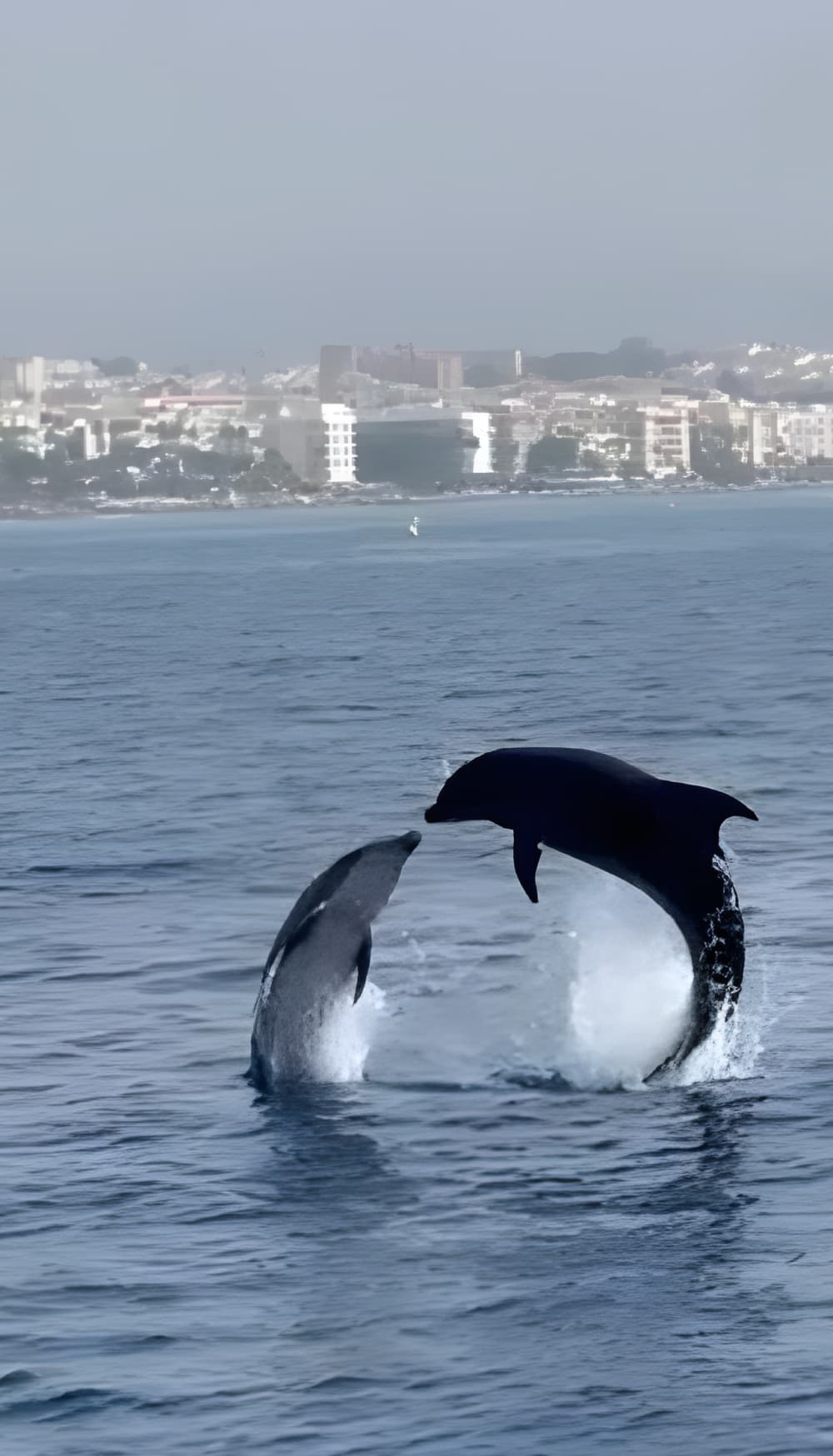 Odkrywanie delfinów – 2-godzinna wycieczka przyrodnicza