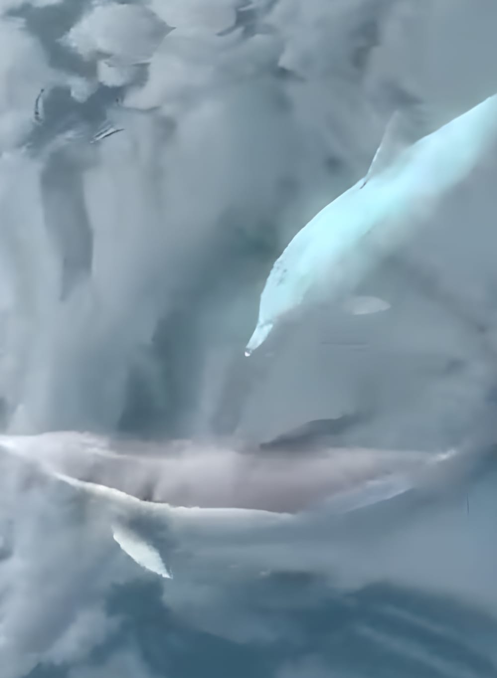 Odkrywanie delfinów – 2-godzinna wycieczka przyrodnicza