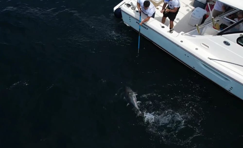 Capri Offshore Fishing Experience – Flexibel resplan