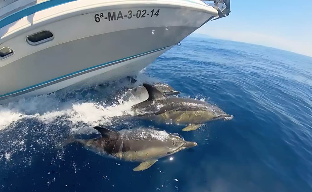 Aventura en el mar de 4 horas: Navega, explora y disfruta sin prisas