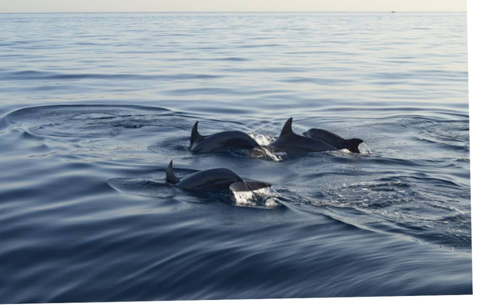 Tour en busca de Delfines en Benalmádena