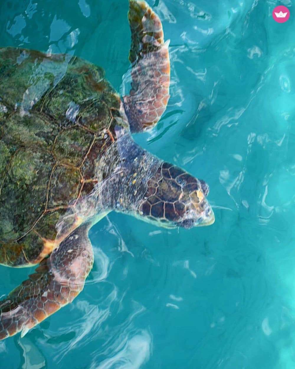 Île de Marathonisi et escapade côtière de Mizythres