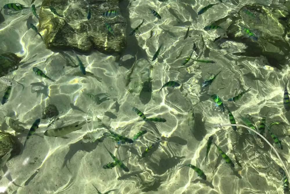 Лучшее развлечение на воде на Пхукете: 8-часовое приключение на катамаране