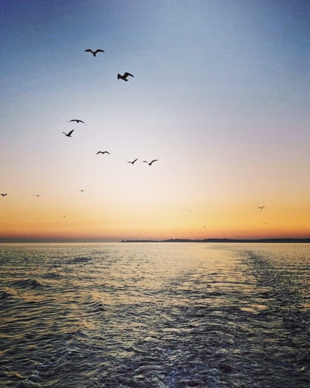 Private 3-stündige Delfin- und Weintour bei Sonnenuntergang