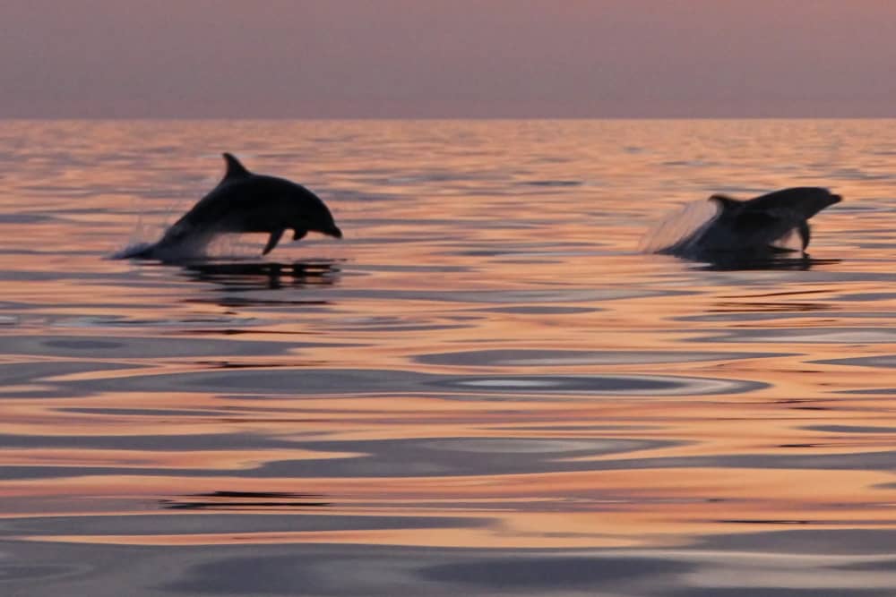 Private 3-stündige Delfin- und Weintour bei Sonnenuntergang