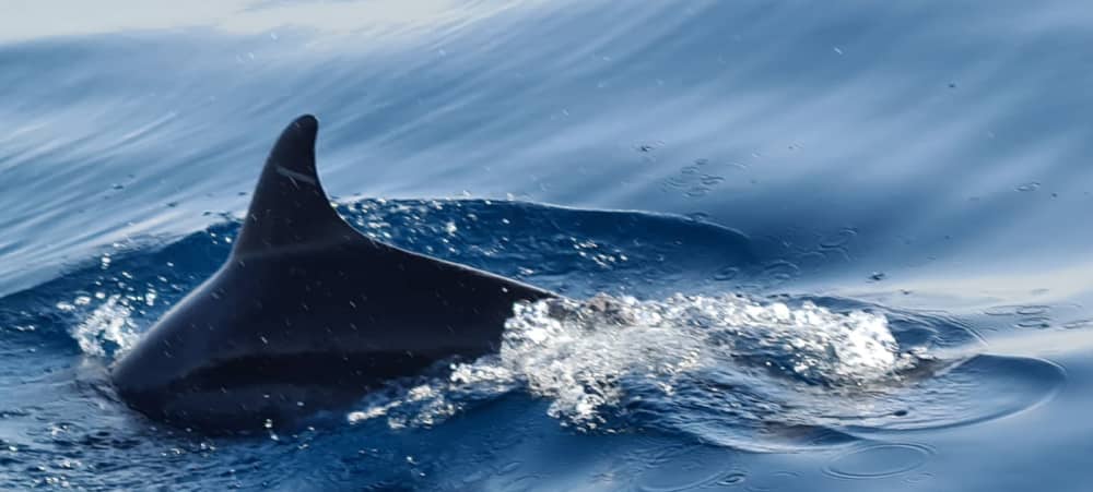 Μια μέρα γύρω από το Πόρτο Έρκολε: Απολαύστε 9 ώρες εξερεύνησης με μηχανοκίνητο σκάφος