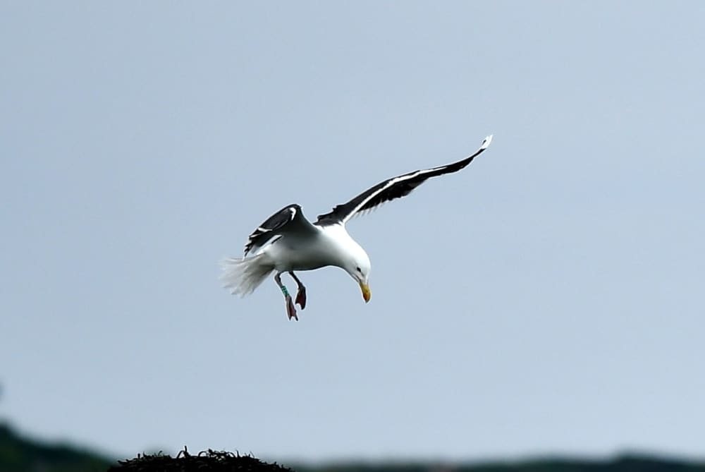 Détente à Granville : 9 heures de soleil sur un bateau à moteur