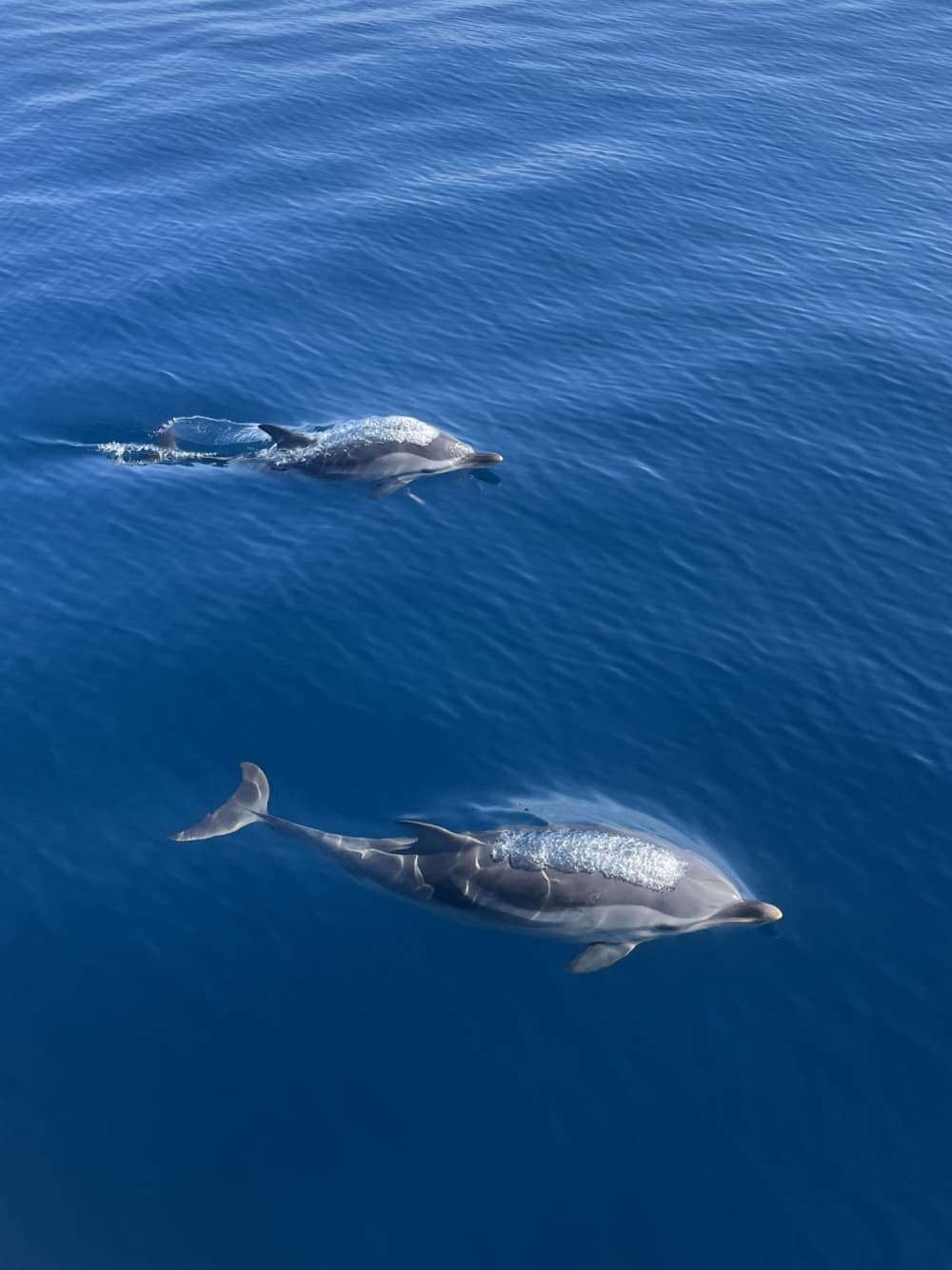 Однодневная парусная прогулка: маршрут вдоль побережья Коста-Брава из Л'Эскалы.