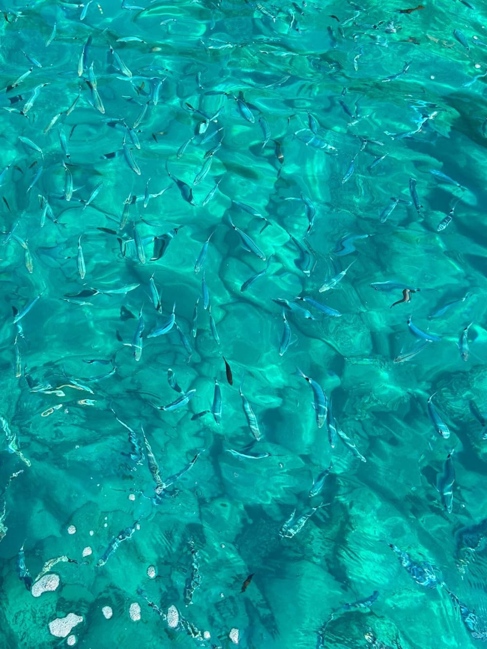 La tua barca a motore privata per una giornata alla scoperta di La Spezia.