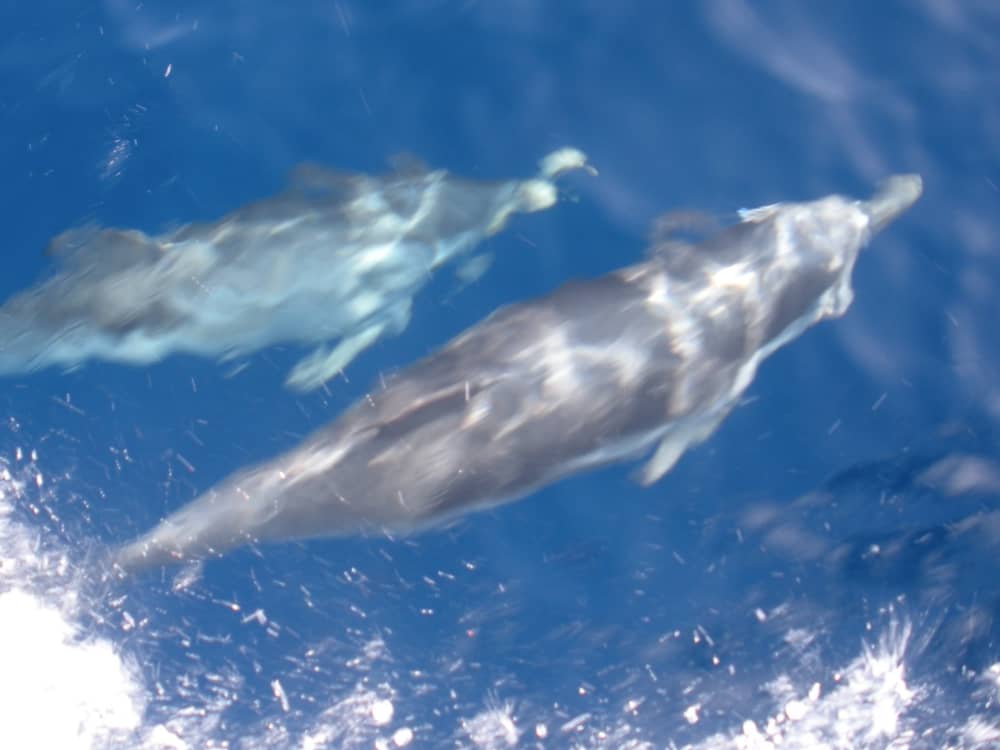 Le rythme de Porto Ottiolu : des moments inoubliables sur un voilier