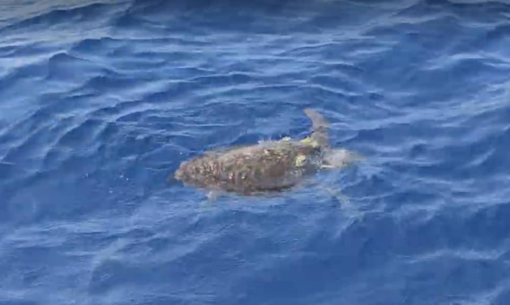 Prenez une demi-journée pour vous détendre sur un bateau à moteur à Saint Julian's.