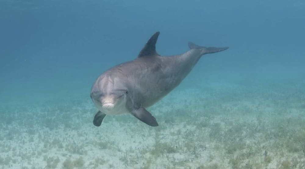 Halbtägige Katamaran-Expedition: Entdecken Sie Grace Bay, Iguana Island, Half Moon Bay und mehr
