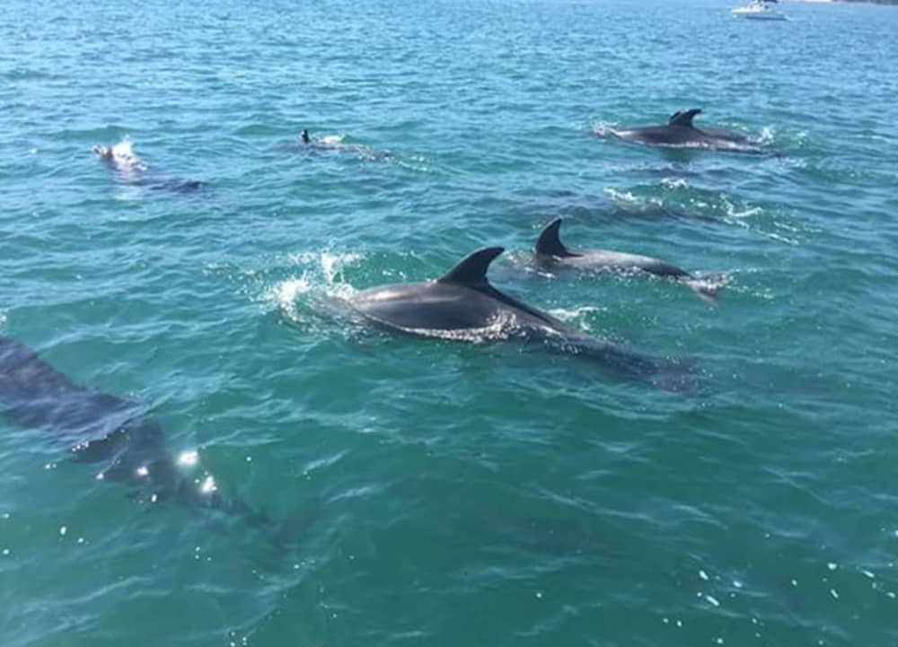 Cruzeiro de 4 horas pelo paraíso escondido de Aravide