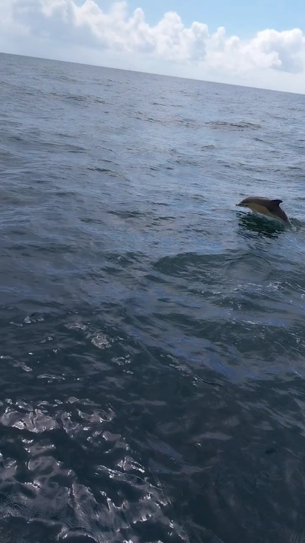 Traccia la rotta verso la gioia: una giornata intera di autentica navigazione a vela ad Arzon su una barca a vela.