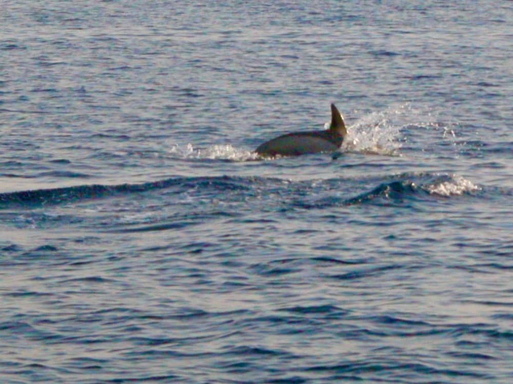 AXOPAR 25 - Blue Lagoon - Private