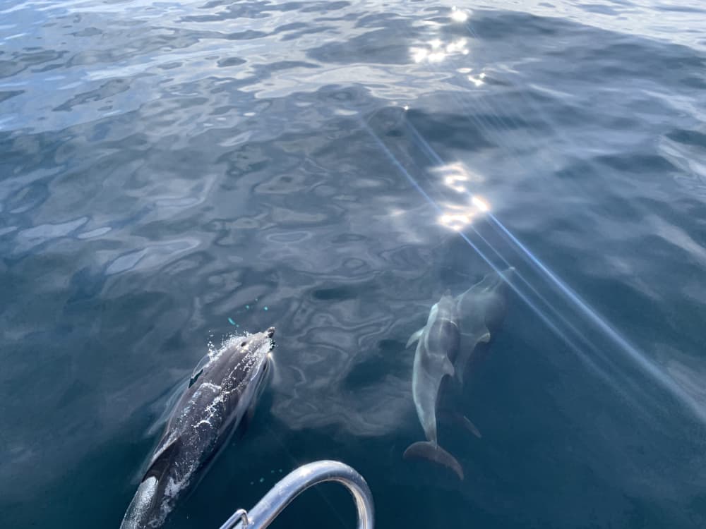 Coast, Dolphins, and Relaxation: 6-Hour Nautical Tour on a Private Sailboat