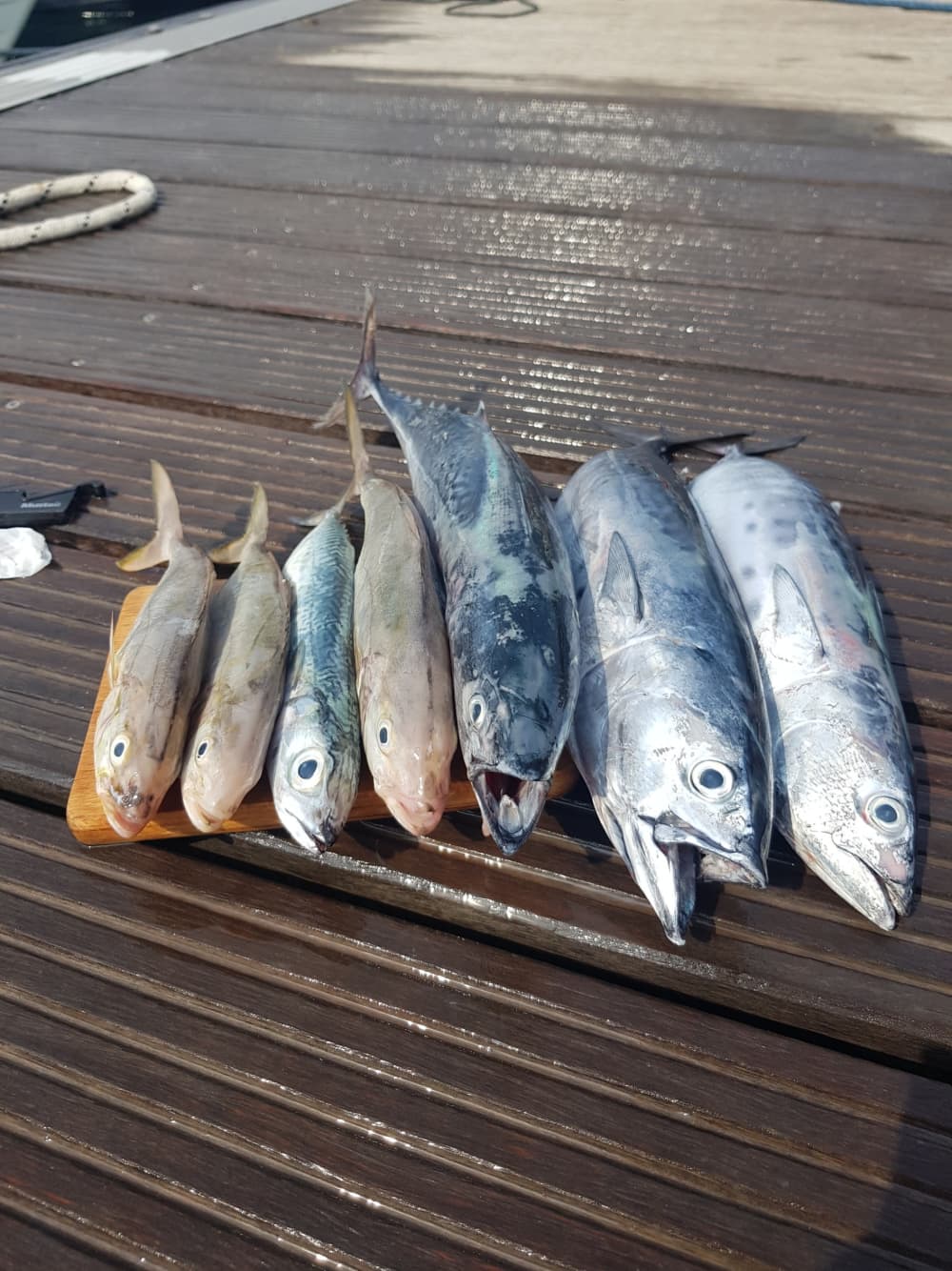 3,5 uur om Budva te verkennen per motorboot.