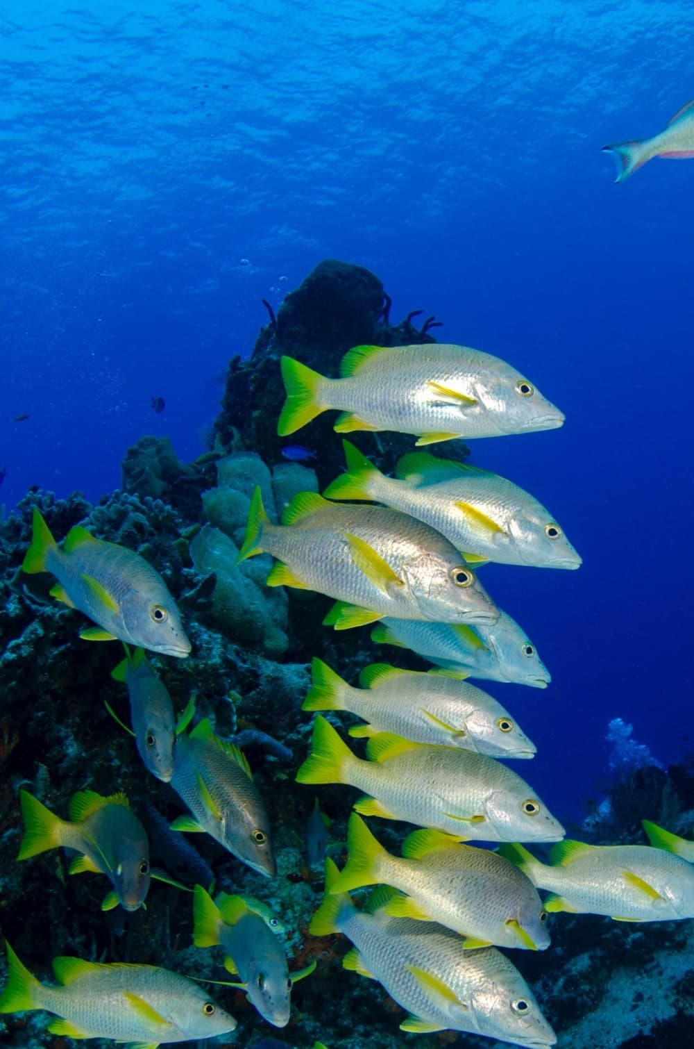 Votre journée à Bali : Louez un bateau à moteur pour une journée complète de découverte