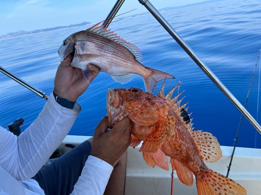 Enjoy the sun on a 9h boat trip in Korčula