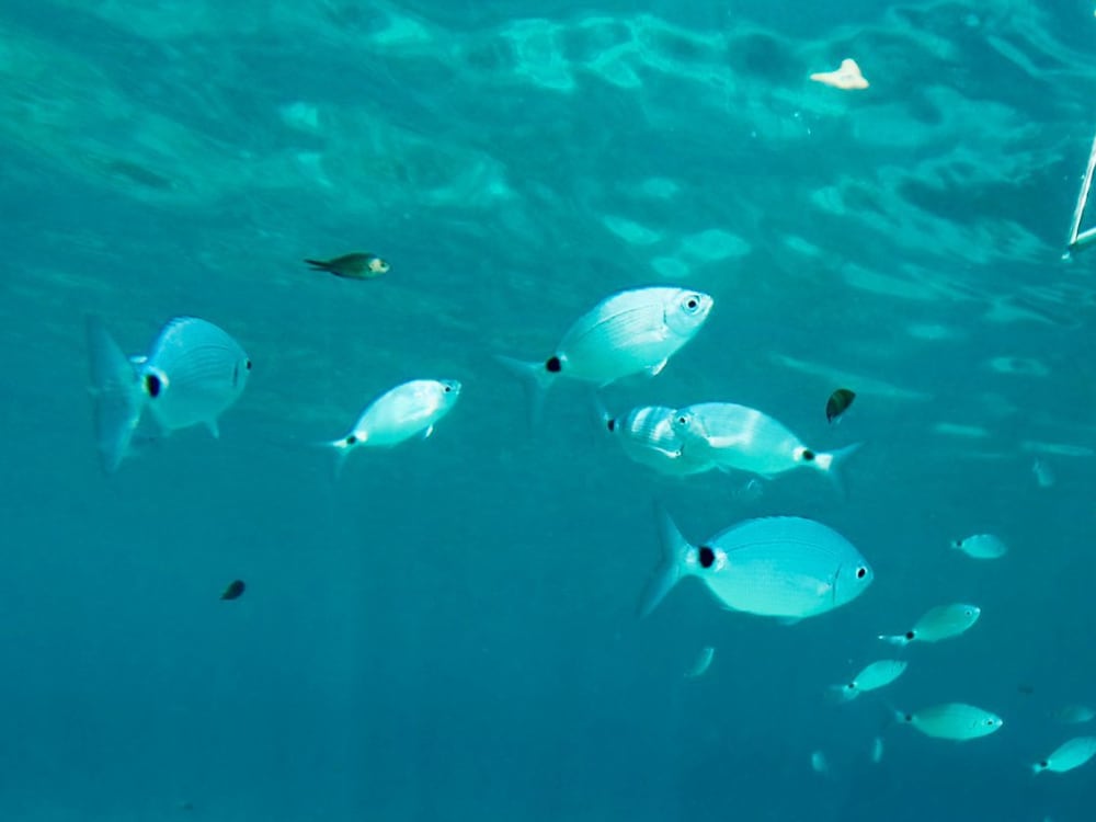 WYCIECZKA PRZYGODOWA (SNORKELOWANIE W REZERWATACH MORSKICH I JASKINIACH WODNYCH)